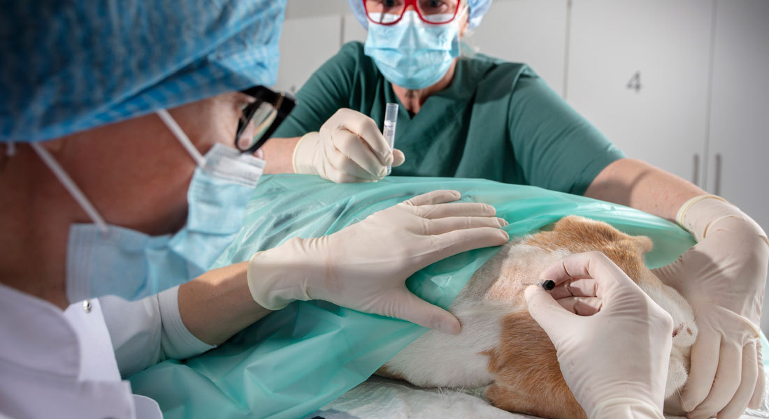 How Modern Endoscopy in Veterinary Medicine Is Transforming Pet Diagnosis in Dubai