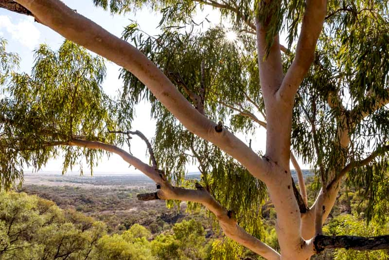 Telltale Signs the Gum Tree in Your Property Needs to Go