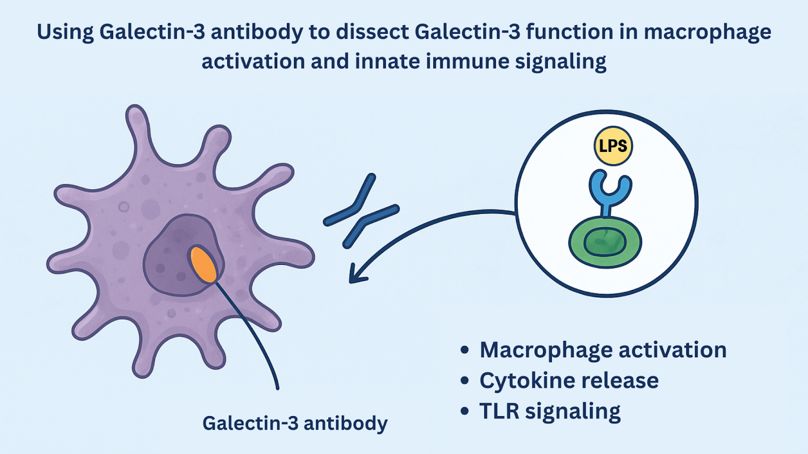 Using Galectin-3 Antibody to Dissect Galectin-3 Function in Macrophage Activation and Innate Immune Signaling